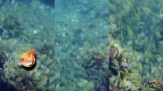 Addu Atoll и школьные косяки морская рыбалка проходит вдоль рифа