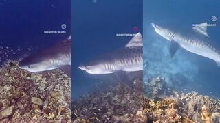 Addu Atoll тигровая акула на свале а береговая ловля тут не мешает