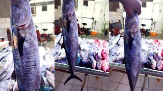 Аль Кунфудха Саудовская Аравия рыбалка на jhirak у пирса