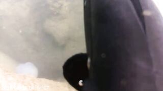 Netanya — подводная охота у свалов, видимость и течения