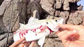 Mirleft спиннинг по spotted seabass и рабочие приманки на прибойной кромке