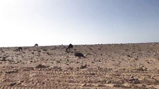 Route to Dakhla — дорога из Tarfaya и берега для спиннинга