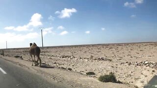 Route to Dakhla — дорога из Tarfaya и берега для спиннинга