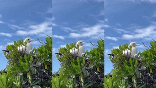 Космоледо глазами натуралиста – птицы, отмели и паузы между забросами