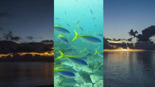 Cosmoledo — рай для натуралистов: лагуны, птицы, крабы-призраки и рифовые блики