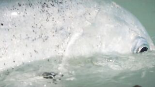 Cosmoledo: охота за GT — как готовят снасти на атолле