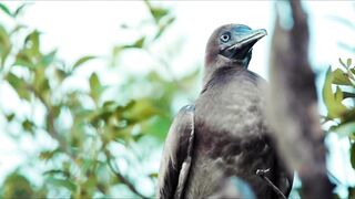 Cosmoledo Atoll — fly fishing с заботой о рифах и смыслами защиты природы