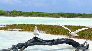 Astove Atoll 2024: fly fishing и плоские отмели, где тень GT режет волну