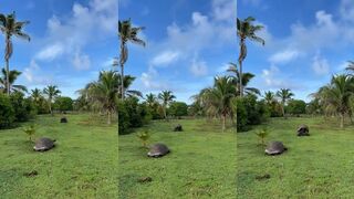 Черепаха и любовь к Астову – кадр с мели и шаги по плоской воде