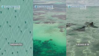 Farquhar на Fishing TV: действительно ли самое невероятное направление для рыбалки