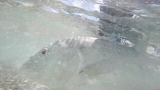 Фаркуар, экстремальный солтфлай – удалённость и чистая адреналина