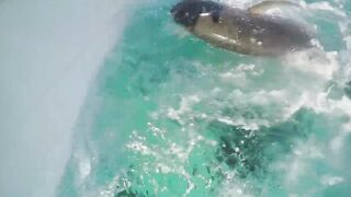 Фаркуар, экстремальный солтфлай – удалённость и чистая адреналина