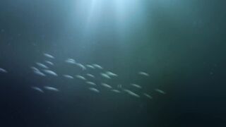 Farquhar, Seychelles — флай-фишинг на GT и работа по отмелям