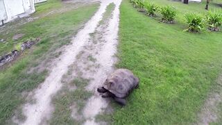 Farquhar, Seychelles — флай-фишинг на GT и работа по отмелям