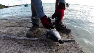 Farquhar, Seychelles — флай-фишинг на GT и работа по отмелям