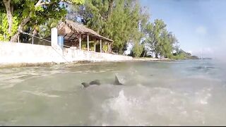 Farquhar, Seychelles — флай-фишинг на GT и работа по отмелям