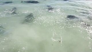 Farquhar, Seychelles — флай-фишинг на GT и работа по отмелям