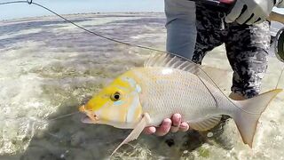 Farquhar, Seychelles — флай-фишинг на GT и работа по отмелям