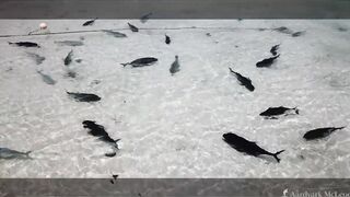 Farquhar Atoll — One Minute Monday о клеве и приливах