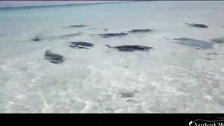 Farquhar Atoll — One Minute Monday о клеве и приливах