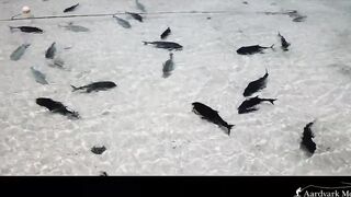 Farquhar Atoll — One Minute Monday о клеве и приливах