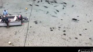 Farquhar Atoll — One Minute Monday о клеве и приливах