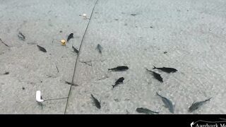 Farquhar Atoll — One Minute Monday о клеве и приливах