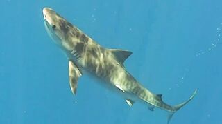 Rodrigues Island - морская рыбалка на ветреном краю Индийского океана