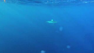 Rodrigues Island - морская рыбалка на ветреном краю Индийского океана