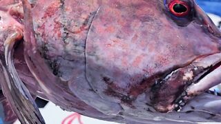 Rodrigues Island - морская рыбалка на ветреном краю Индийского океана