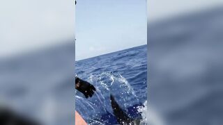 Rodrigues Expedition 24: monster GT, попперы, джиг и хлёсткие проводки