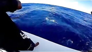 Rodrigues big game: выход за бониты, марлинные надежды и крепкие узлы