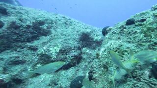 Jubilee Shoals, Cyprus - дайв у Писсури и драматичные свалы известняка