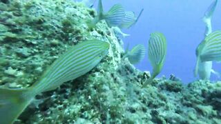 Jubilee Shoals, Cyprus - дайв у Писсури и драматичные свалы известняка