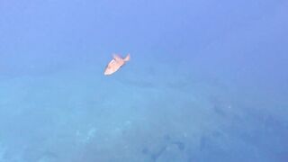 Jubilee Shoals, Cyprus - дайв у Писсури и драматичные свалы известняка