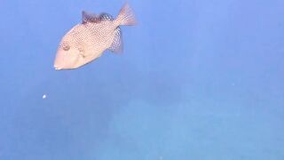 Jubilee Shoals, Cyprus - дайв у Писсури и драматичные свалы известняка