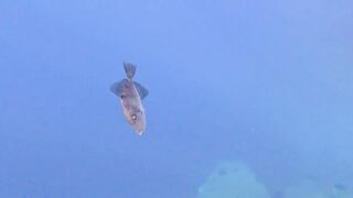 Jubilee Shoals, Cyprus - дайв у Писсури и драматичные свалы известняка