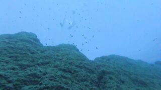 Jubilee Shoals, Cyprus - дайв у Писсури и драматичные свалы известняка