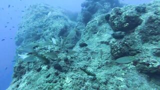 Jubilee Shoals, Cyprus - дайв у Писсури и драматичные свалы известняка