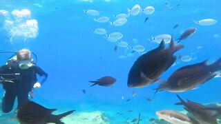 Pissouri Bay Divers — погружения, рифы и встреча с мелкой рыбой