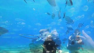 Pissouri Bay Divers — погружения, рифы и встреча с мелкой рыбой