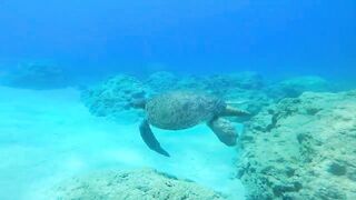 Pissouri Bay Divers — погружения, рифы и встреча с мелкой рыбой