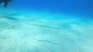 Pissouri Bay Divers — погружения, рифы и встреча с мелкой рыбой