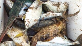 Rabigh Fishing Spot, ультралайт на берегу Красного моря