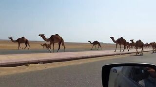 Rabigh Fishing Spot, ультралайт на берегу Красного моря