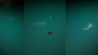 Male, Maldives: white shark в объективе, прыжки судов и быстрый рифовый кадр