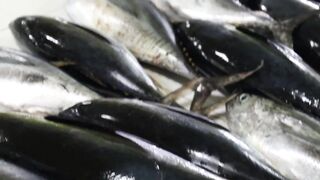 Male Fish Market — внутри рынка: что купить рыболову на Мальдивах