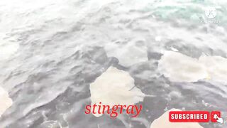 Male City fishing zone — где ловят местные в столице Мальдив?