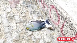 Male City fishing zone — где ловят местные в столице Мальдив?