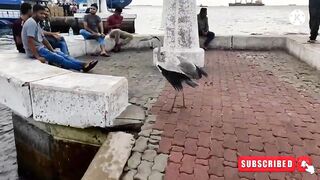 Male City fishing zone — где ловят местные в столице Мальдив?